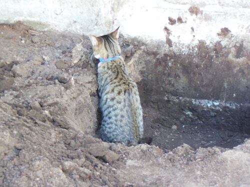 Tabby cat in a hole