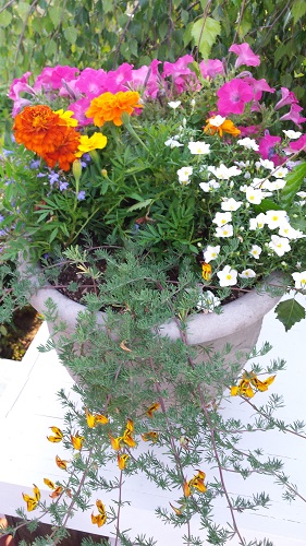 Urn planted with pink petunias, lotus vine, marigolds, and small blue and white flowers