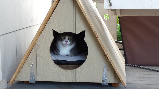 Tabby cat snoozes in A-frame cat shelter