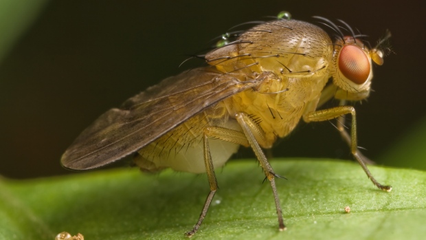 Side view of fruit fly