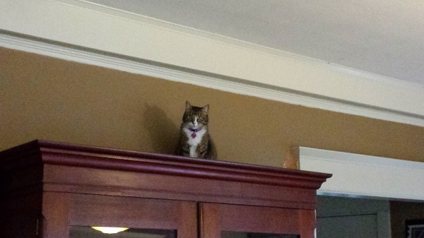 Tabby kitty sitting on top of armoire