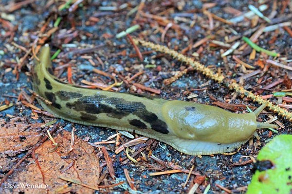 Greenish slug with black spots on forest floor hummus.