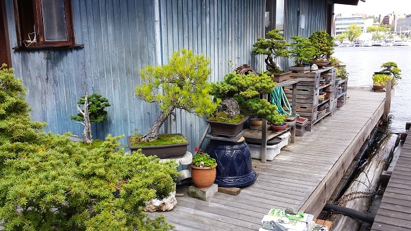 Bonsai garden on floating home deck