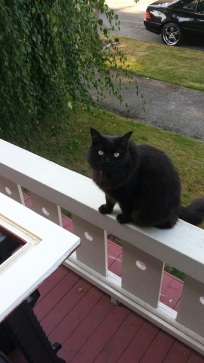 Black cat on railing
