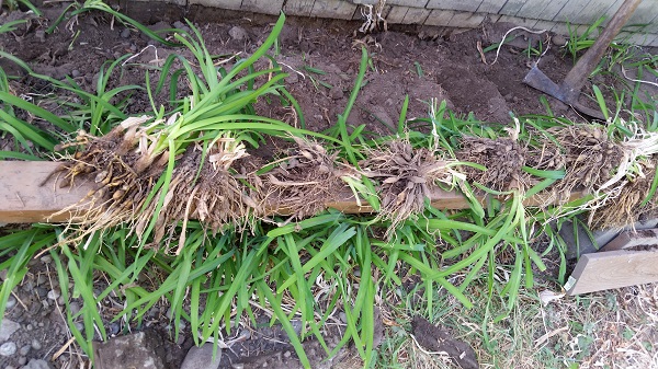 Dug-up day lilies laying on a board