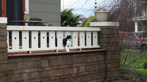 Tuxedo cat between porch slats.