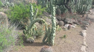 Totem pole cactus in Boyce Thompson Arboretum.