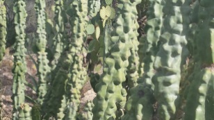 Totem pole cactus in Boyce Thompson Arboretum.