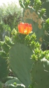 A blooming prickly pear at Arizona Sonora Desert Museum.