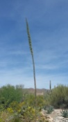 A century plant (agave) bloom stalk at Arizona Sonora Desert Museum.