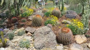 Blooming golden barrel cacti at Arizona Sonora Desert Museum..