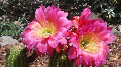 Silken blooms on a hedgehog cactus at Arizona Sonora Desert Museum.