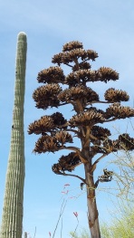 A saguaro next to a century plant (agave) in full bloom at Arizona Sonora Desert Museum.