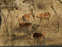 Impala were everywhere -- tasty snacks for carnivores.