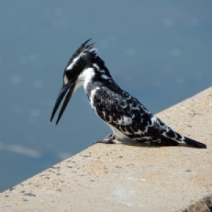 Pied kingfisher concentrating on the breakfast menu.