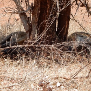 Two hyenas sleeping in the shade.