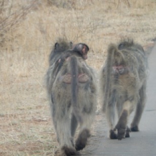 There's nothing cute about baboon butts except when a baby's clinging to its mom.